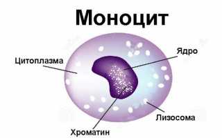 Что такое моноциты в анализе крови и их норма у женщин и мужчин по возрасту