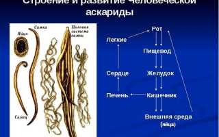 Аскариды: симптомы заболевания и лечение