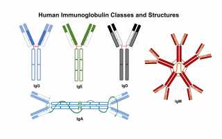 Все о повышении и понижении иммуноглобулина e и g в крови