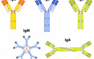 О назначении, нормах и отклонениях иммуноглобулина E И G