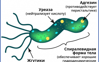 Анализ и норма хеликобактер пилори в крови в цифрах, антитела и лечение