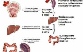 Что это значит, когда у взрослого понижен общий билирубин