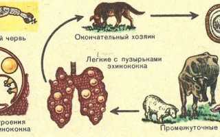 Эхинококк: виды заражения, симптоматика и способы лечения