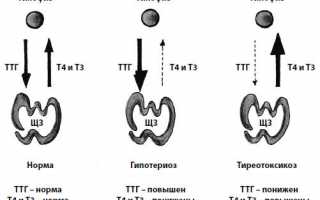 Что это за гормон т4 свободный, норма у женщин по возрасту, при беременности