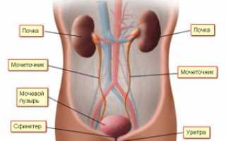 Мочевая система женщины: строение и возможные заболевания