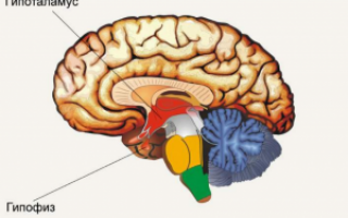 Гормоны гипофиза и гипоталамуса: соотношение, функции и возможные заболевания