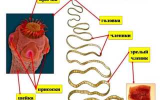 Ленточные паразиты: развитие бычьего цепня