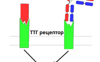 Антитела к рецепторам ттг — что это такое и что делать, если ат повышены