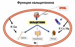 Что показывает кальцитонин,его норма у женщин в таблице,причины отклонений